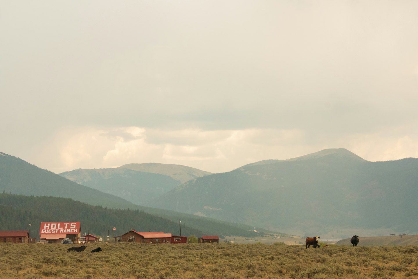 Cattle graze in a field near a rural mountain ranch.